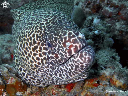 A Laced moray