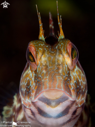 A underwater creature