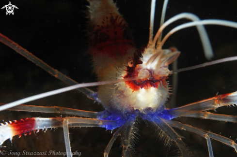 A Stenopus hispidus | Banded cleaner shrimp