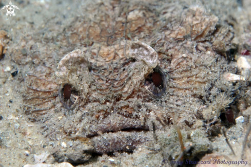 A  Batrachomoeus dubius | Eastern Frogfish