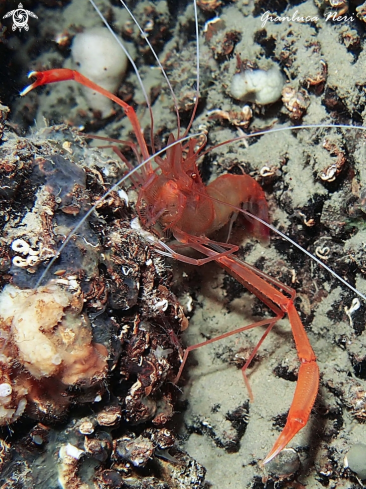 A Stenopus spinosus | Gambero meccanico