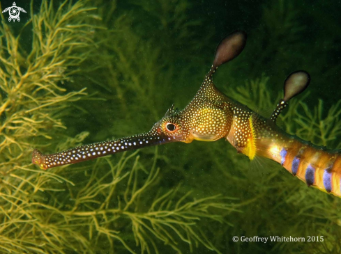 A Weedy Seadragon