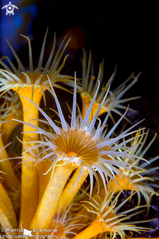 A underwater creature