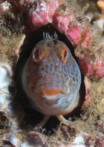 A Parablennius intermedius | Horned blenny