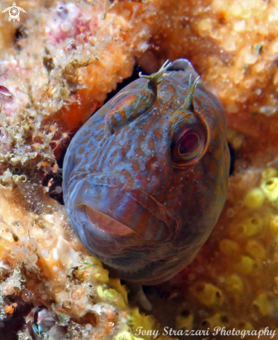 A Parablennius intermedius | Horned blenny