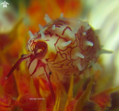 A globovula cavanaghi | cowrie