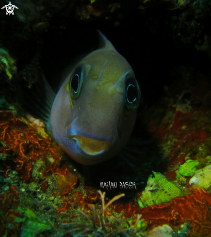 A Blenny