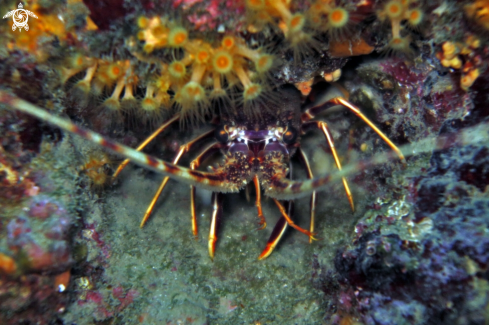 A Palinurus elephas | Lobster