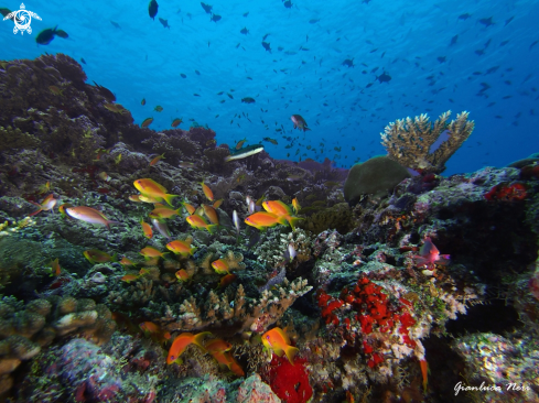 A  Pseudanthias squamipinnis  | Anthias