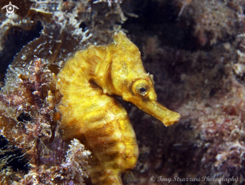 A White's seahorse