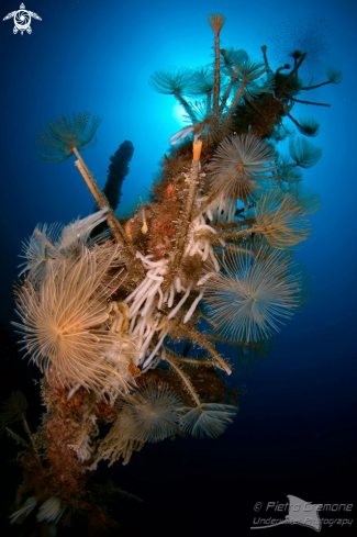 A underwater creature