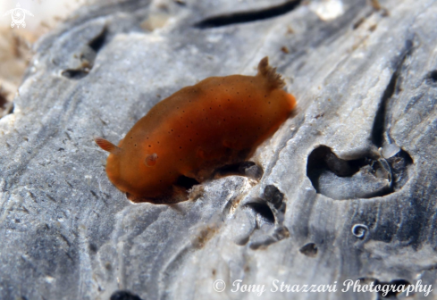 A Dendrodoris fumata | Hazy Dendrodoris