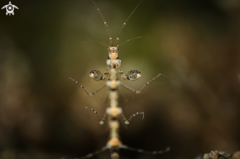 A skeleton shrimp