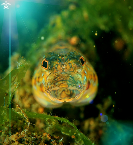 A blenny???