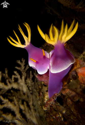 A Nudibranch