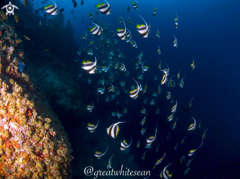 A Heniochus diphreutes | Bannerfish