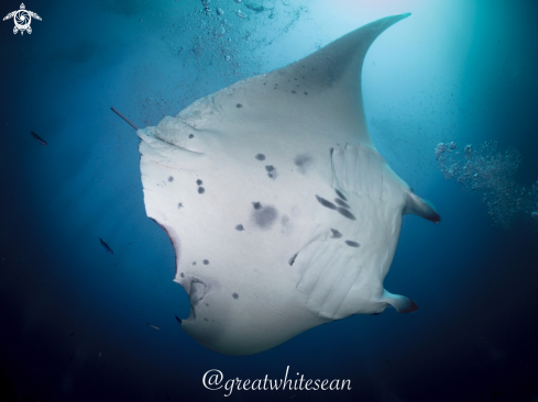 A Manta Alfredi | Manta Ray