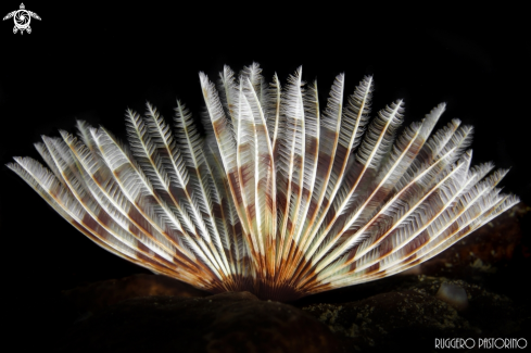 A Tube worm