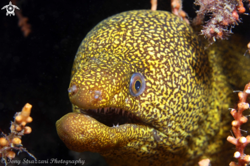 A Abbott's moray