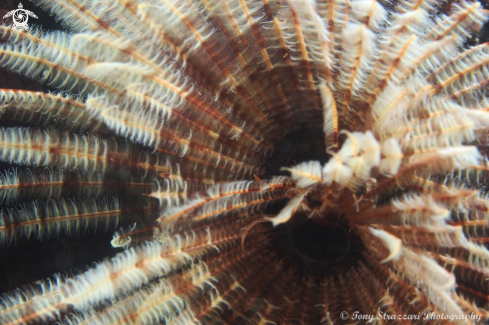 A Sabellastarte australiensis | Featherduster worm