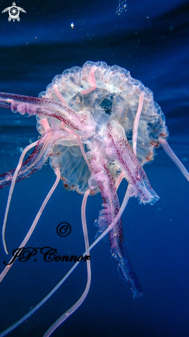 A Pelagia noctiluca | méduse pélagique