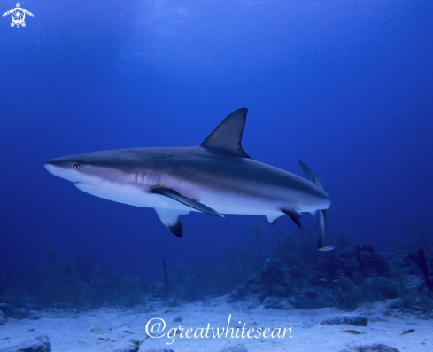 A Carcharhinus Perezi | Caribbean Reef Shark