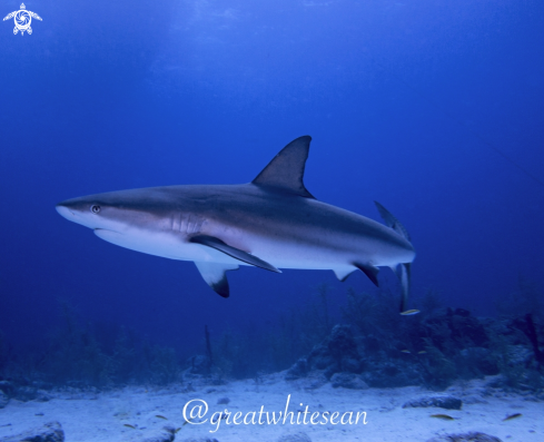 A Caribbean Reef Shark