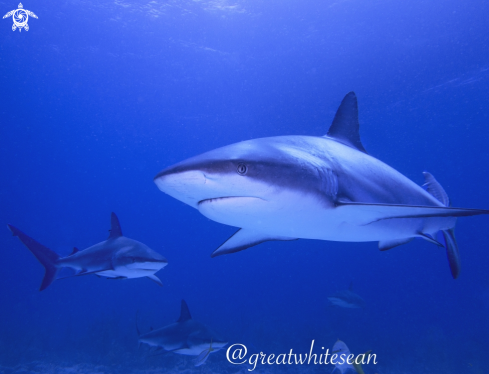 A Carcharhinus Perezi | Caribbean Reef Shark