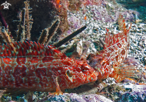 A Blenny