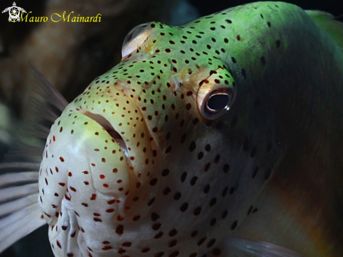 A Hawkfish di Forster