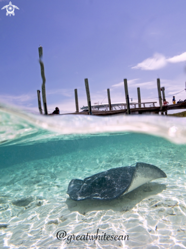 A Dasyatis Americana | Southern Stingray