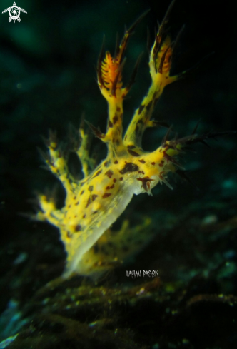 A dendronotus | nudibrach