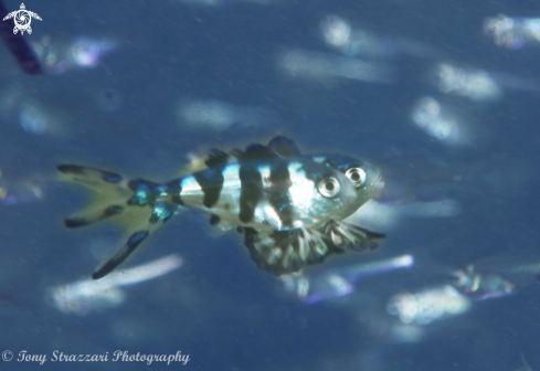 A Nomeus gronovii | Bluebottle fish