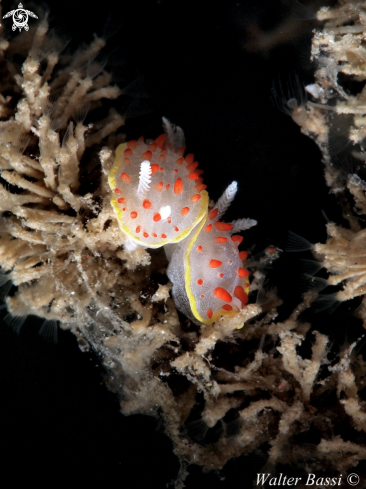 A Diaphorodoris papillata(doride papille rosse) | nudibrach