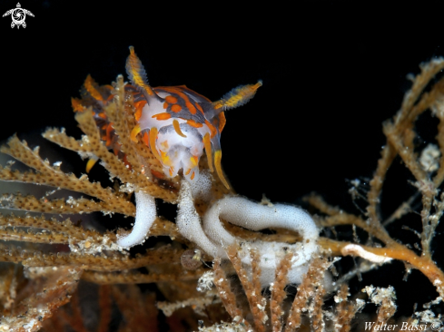 A polycera quadrilineata | Nudibranch