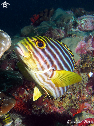 A Plectorhinchus vittatus | Oriental sweetlip