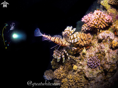 A Lionfish