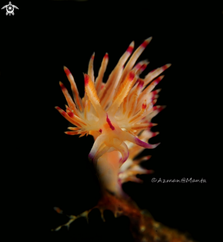 A Flabellina | Nudibranch