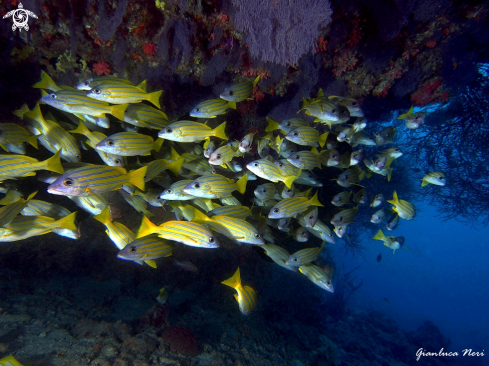 A Lutjanus kasmira | Snappers