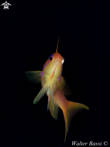 A Anthias