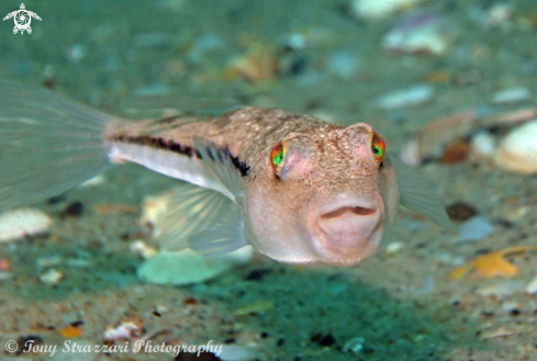 A Brush-tail toadfish | Brush-tail toadfish