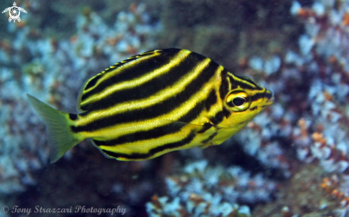 A Microcanthus strigatus | Stripey