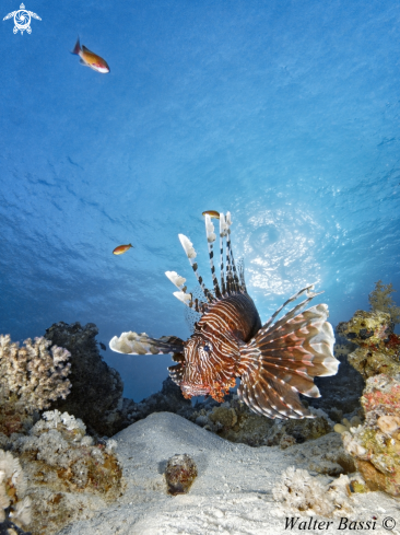 A Lion fish