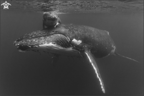 A humpback whale