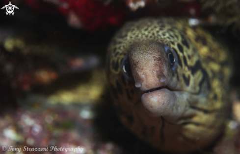 A Gymnothorax cribroris | Sieve-patterned Moray