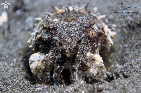 A Sepia latimanus | broadclub cuttlefish