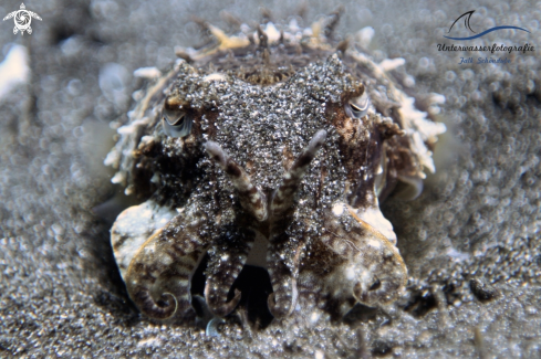 A broadclub cuttlefish