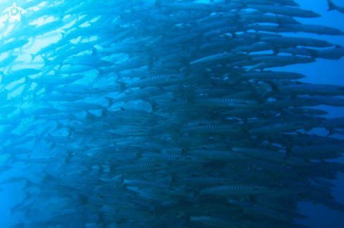 A Barracuda