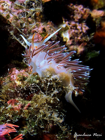 A Cratena peregrina | Cratena