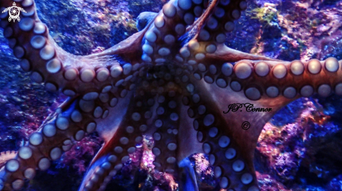 A Octopus Vulgaris | Pieuvre